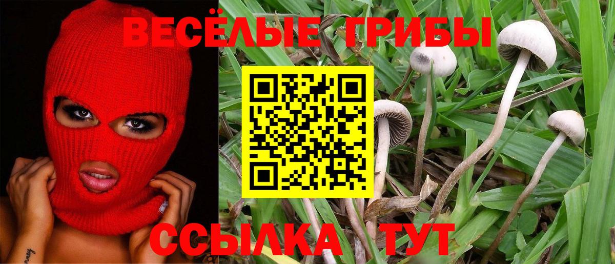 Псилоцибиновые грибы Cubensis Волжский